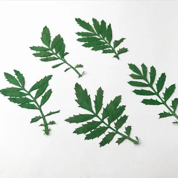 60pcs 4-5cm Presate Uscat Verde Tagetes Patula L. Frunze de Frunze de Plante Ierbar Pentru Bijuterii semn de carte Poștală a Face Accesorii
